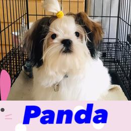 Panda - Shih Tzu