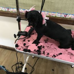 Ebony - Shih Tzu