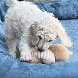 Girl 2 - Poodle puppy from Lake Effect Poodles, Leesa’s Jewlz