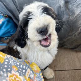 Sheepadoodle Puppies from Sunflower Family Farms