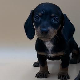 Gift - Black and tan female Dachshund puppy in Porterville, California from Desert Dynasty