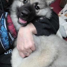 German Shepherd Puppies from Von Holtzapple German shepherds