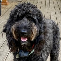 Faith - Goldendoodle