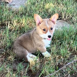 Gemma - AKC - Red female Pembroke Welsh Corgi puppy in Millsap, Texas from BJ's Blessings