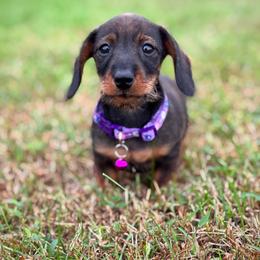 Dachshund Puppies from Royal Bloodline Canines