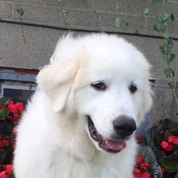 Great Pyrenees Puppies from Wells' Providence Pyrenees