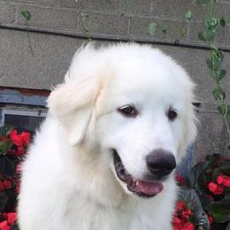 Great Pyrenees Puppies from Wells' Providence Pyrenees
