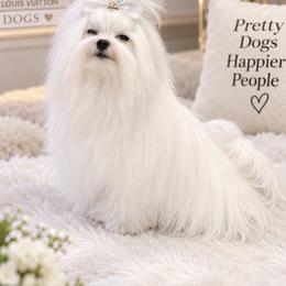 Niklous - White male Maltese puppy in Anza, California from Top Shepherd - Snow Angels Bichon Frisé, Maltise, toy Poodles.