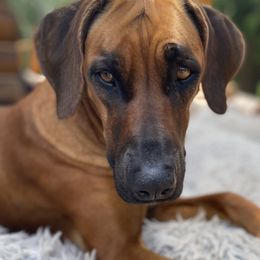 Rhodesian Ridgebacks from Mountain Lion Ridgebacks