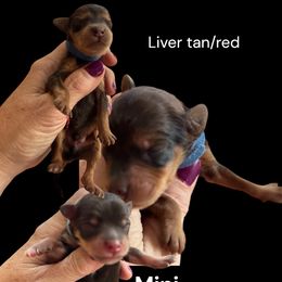 Shiraz  Liver Tan Red - Brown male Schnoodle puppy in Temple, Texas from Schnauzers Of Taylor