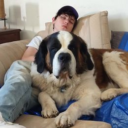 Kahuna - Saint Bernard