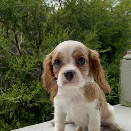 Cavalier King Charles Spaniel Puppies from Freeman's Royal Cavaliers