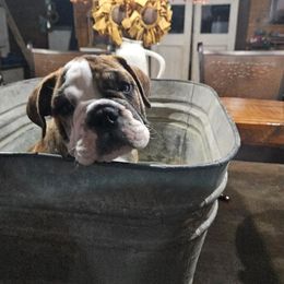 Bulldog Puppies from Life with Bulldog Paws