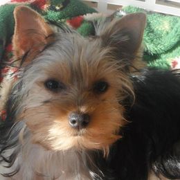 Yorkshire Terriers from Rolling Ridge Yorkies