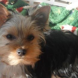 Yorkshire Terriers from Rolling Ridge Yorkies