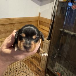 Rascal - Black and tan male Dachshund puppy in Wappapello, Missouri from Kandb Dachshunds