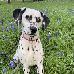 Caroline - Dalmatian