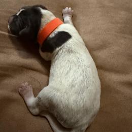 Orange Boy - White and liver male German Shorthaired Pointer puppy in Alba, Texas from Ballard Gun Dogs