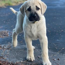 Anatolian Shepherd Dog Puppies from Wild Rooster Family Farm – AKC Anatolian Shepherd Breeder, OFA Health Tested