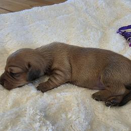 Kara - Sable female Dachshund puppy in Dade City, Florida from Kingpindoxies