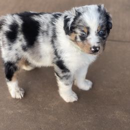 Miniature Australian Shepherd Puppies from Little Sooner Aussies