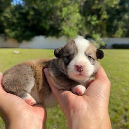 Muffin - Red and white male American Corgi puppy in Florida from Sunrise Corgis