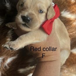 Red collar - Golden female Golden Retriever puppy in Jesup, Georgia from Painted Platinum Retrievers (Painted Platinum Kennel) PPK