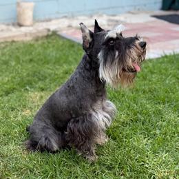 Hannah - Miniature Schnauzer