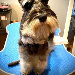 Miniature Schnauzer Puppies from Montage Miniature Schnauzers