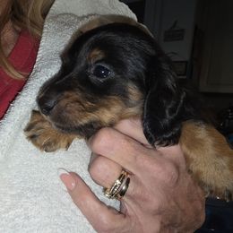 Otto Jr (AKC REGISTRATION) - Black and cream male Dachshund puppy in Beaumont, California from Santa Rita Doxies