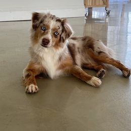 Ivy - Toy Australian Shepherd