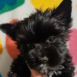 Essex - Parti male Yorkshire Terrier puppy in Gatesville, Texas from KontryKritterz Yorkies