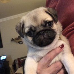 Teddy - Fawn male Pug puppy in Leland, North Carolina from JR’s Pugs