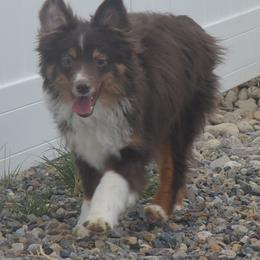 ASDR Annie - Red tri female Miniature Australian Shepherd puppy in Spring Creek, Nevada from Battleborn Aussies and Beagles
