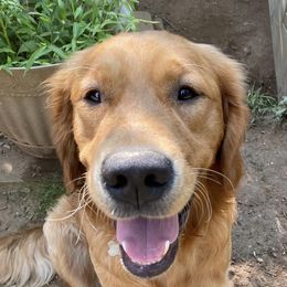 Golden Retrievers from Hunny Bear Goldens LLC