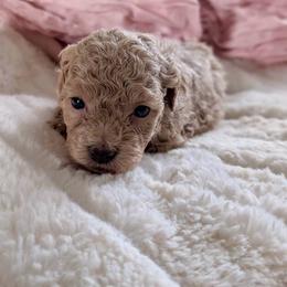 Vivienne - Cream female Poodle puppy in Utica, Ohio from Poodle Me Crazy