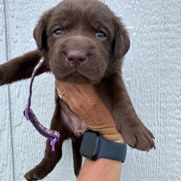 Purple - Chocolate female Labrador Retriever puppy in Newton Grove, North Carolina from Wayalife Labradors & Gsp’s