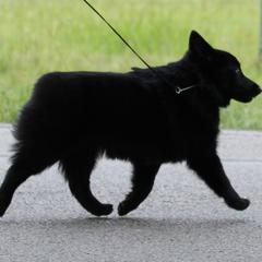 Schipperke All Grown Up from Safari Schipperkes