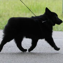 Schipperke All Grown Up from Safari Schipperkes