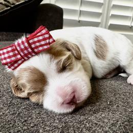 Breezy - Blenheim female Cavapoo puppy in Peoria, Arizona from Cactus Doods