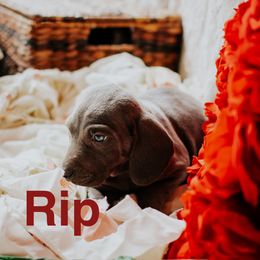 Weimaraner Puppies from North Georgia Weims