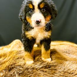 Toast - Tri-color male Bernese Mountain Dog puppy in Alabama from Dogwood Creek Bernese