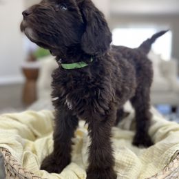 Bernedoodle, Goldendoodle, and Sheepadoodle Puppies from High Desert Doodles