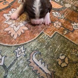 Girl 2 - Red tri-color female Miniature American Shepherd puppy in Griswold, Connecticut from Flatrock Kennels of CT