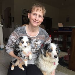 Aussiedoodle, Australian Shepherd, Dachshund, and Miniature Australian Shepherd Puppies from Bline’s Awesome Aussies & Doxies at the Bline Family Farm