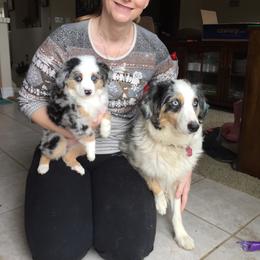 Aussiedoodle, Australian Shepherd, Dachshund, and Miniature Australian Shepherd Puppies from Bline’s Awesome Aussies & Doxies at the Bline Family Farm