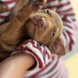 Vizsla Puppies from Firestone Vizslas