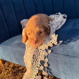 Lola - Cream female Dachshund puppy in New Albany, Mississippi from Double A. Doxies