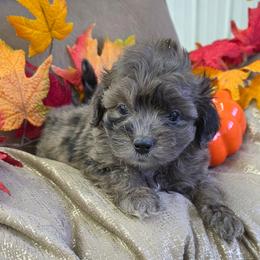 Kenny Rogers-Ashley's pup - Merle male Shihpoo puppy in Delphos, Ohio from Route 66 Puppies