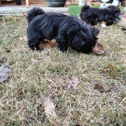 3 Pam - Black female Shih Tzu puppy in Grand Prairie, Texas from R&R Shih-Tzus & Stud Services